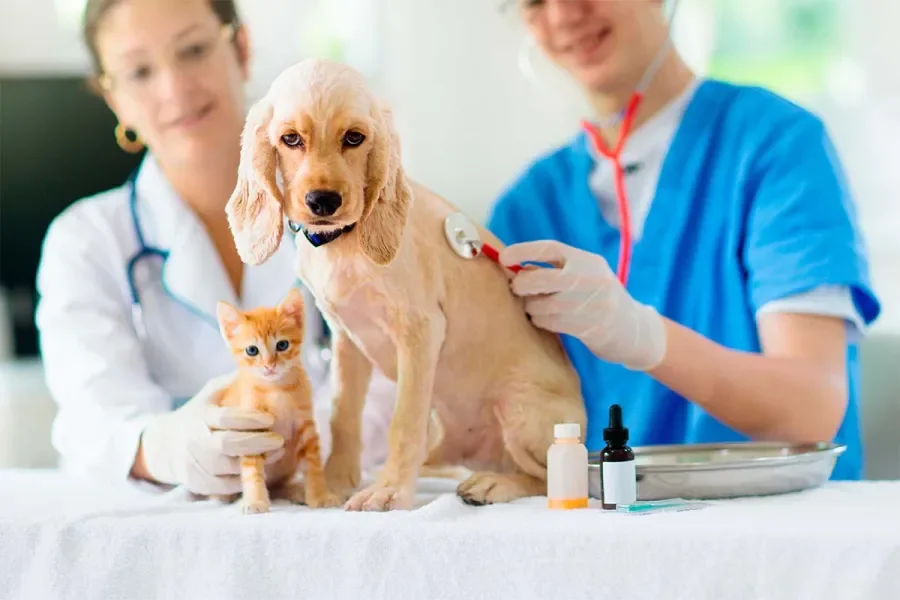 Veterinaria